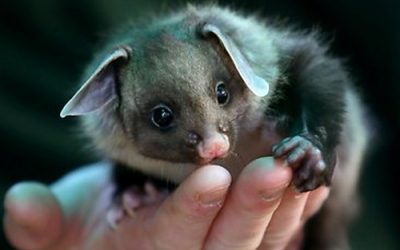 Welcome to the Mbabaram Watsonville Aboriginal Corporation website